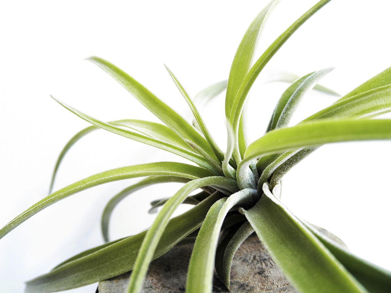Best Varieties of Air Plants and How To Care for them