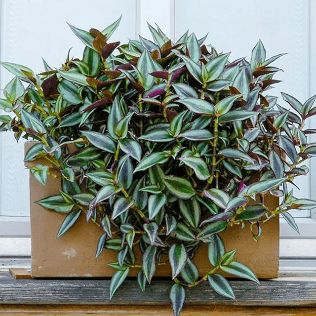 15 Best Trailing Plants For Your Shelves The Peak Dream