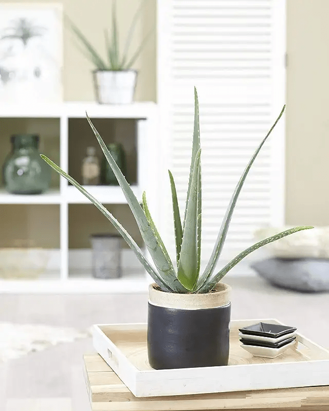 5 Best House Plants to Purify the Air