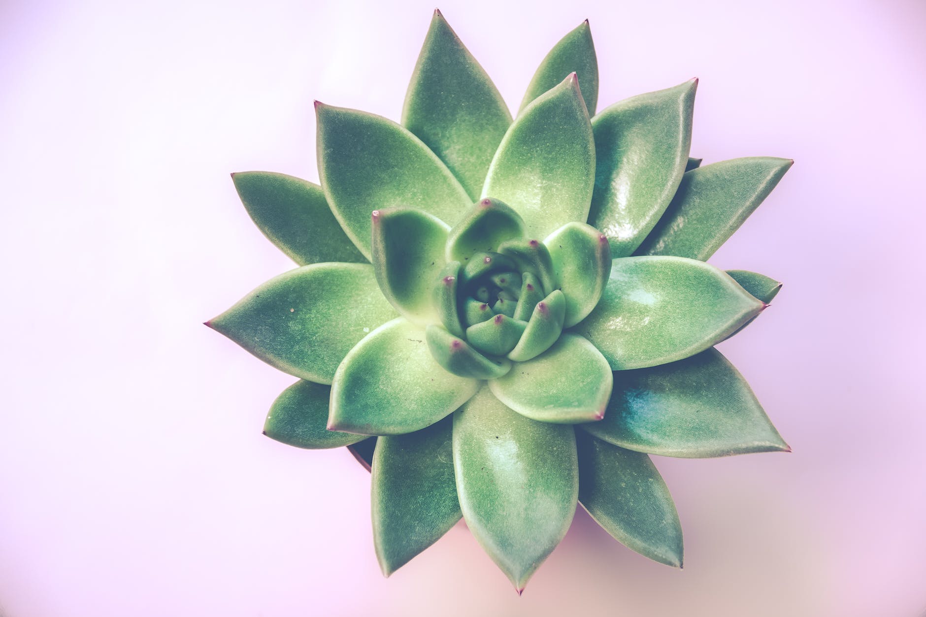 Stunning Succulent house plant