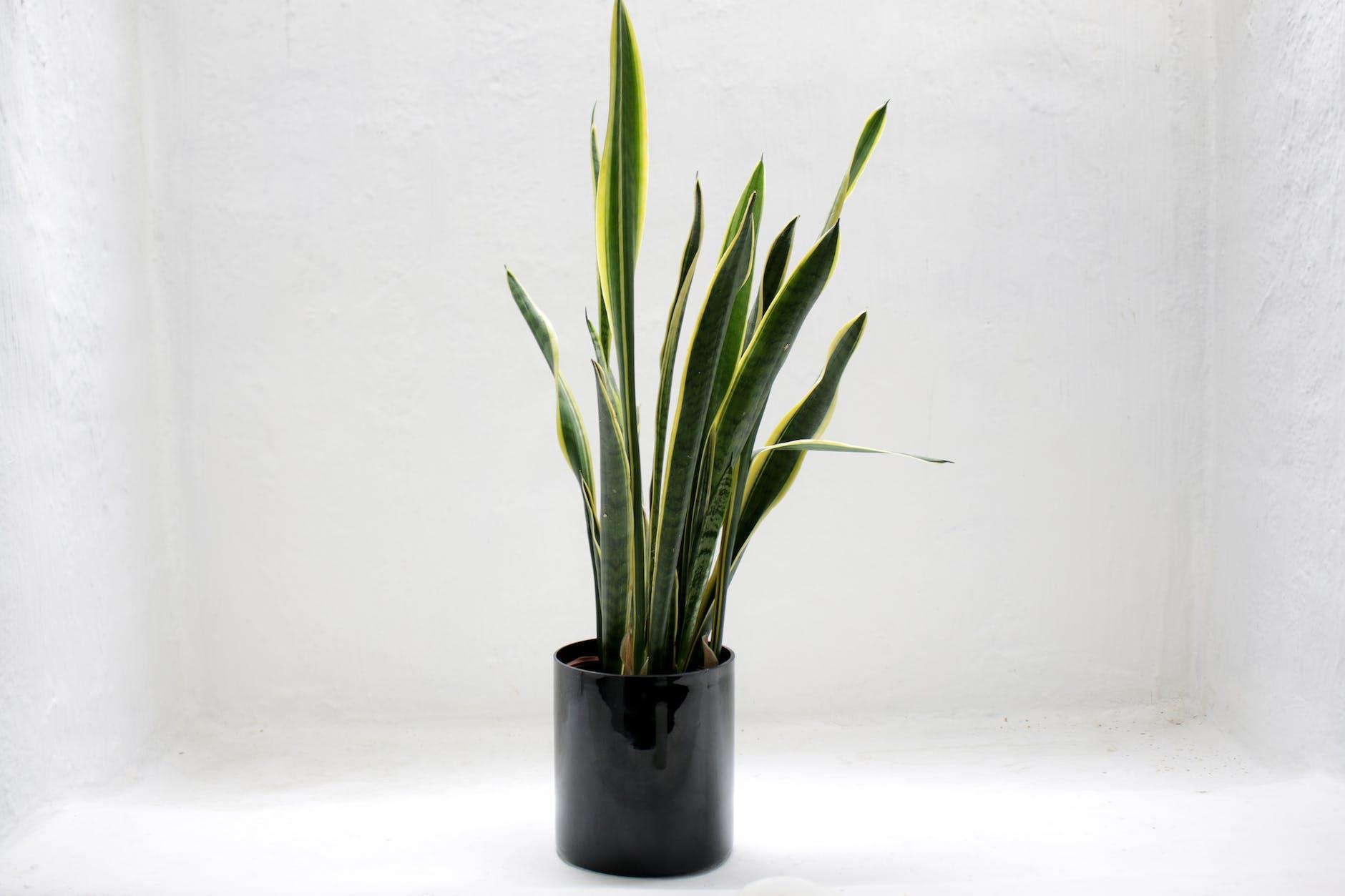 Houseplants That Thrive without Direct Sunlight