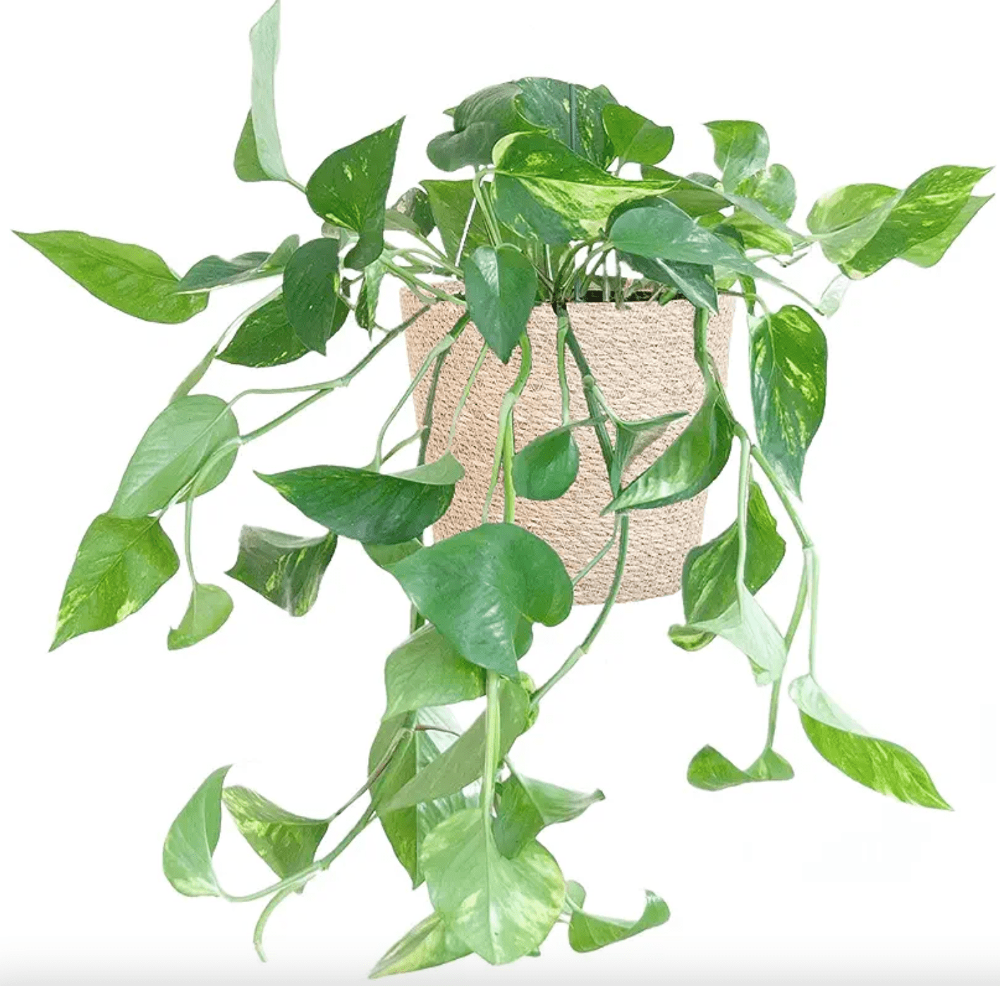 5 Best Trailing / Hanging House Plants  (and which are easiest to care for)