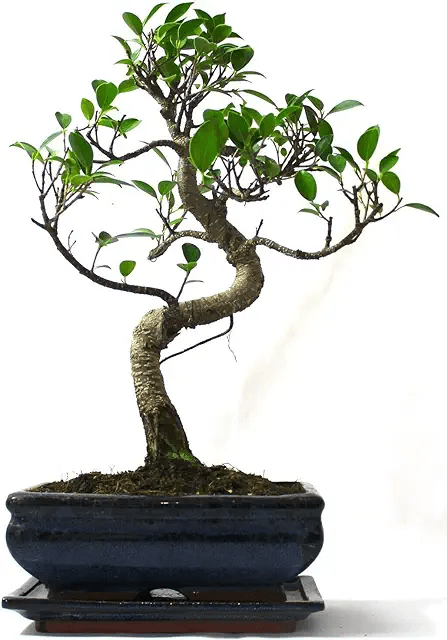 The Ultimate Bonsai Starter: The Easiest Bonsai Tree for Beginners