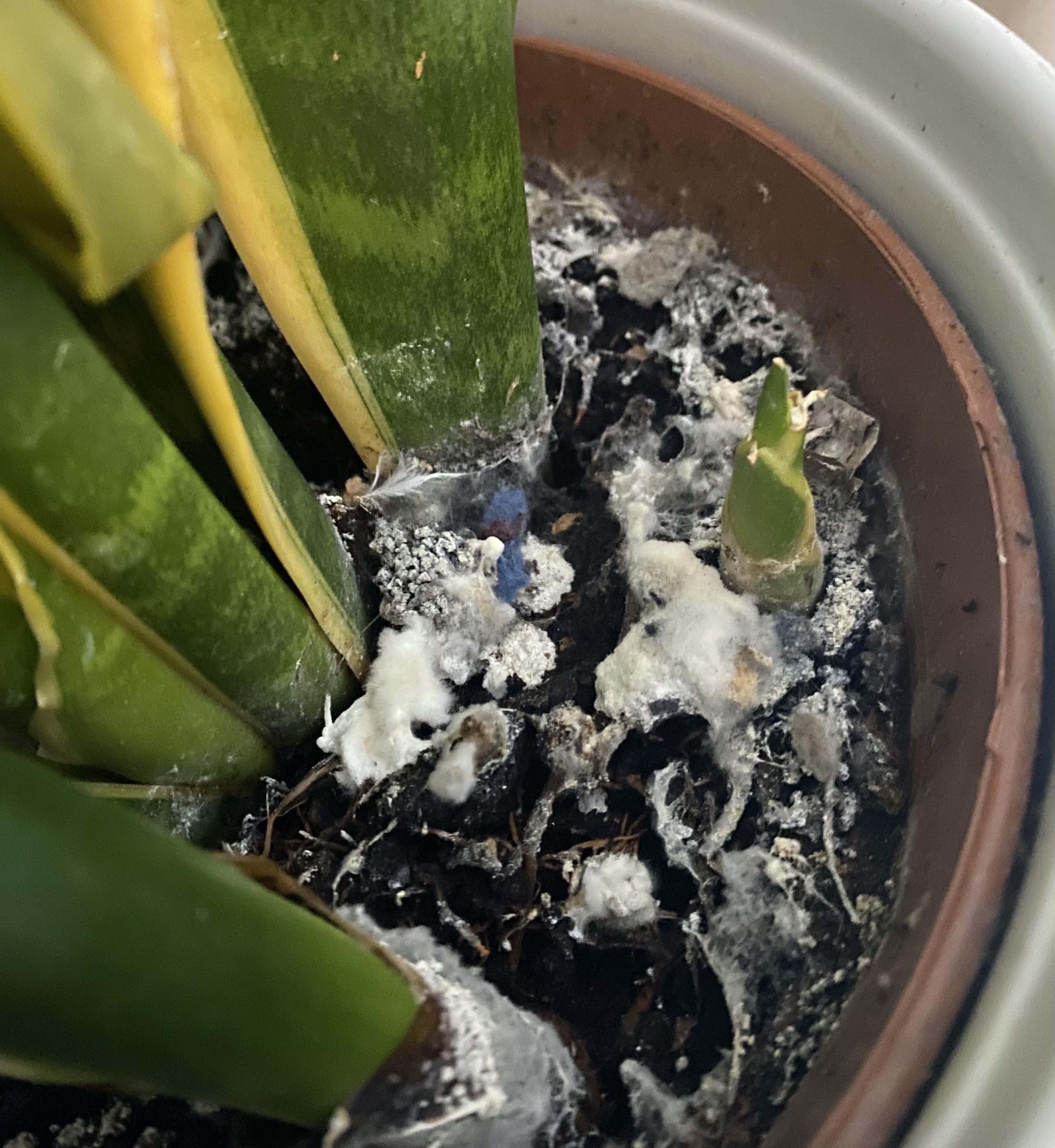 White Fuzzy Mould on Houseplant Soil? (Non-Toxic DIY Removal & Prevention Guide)