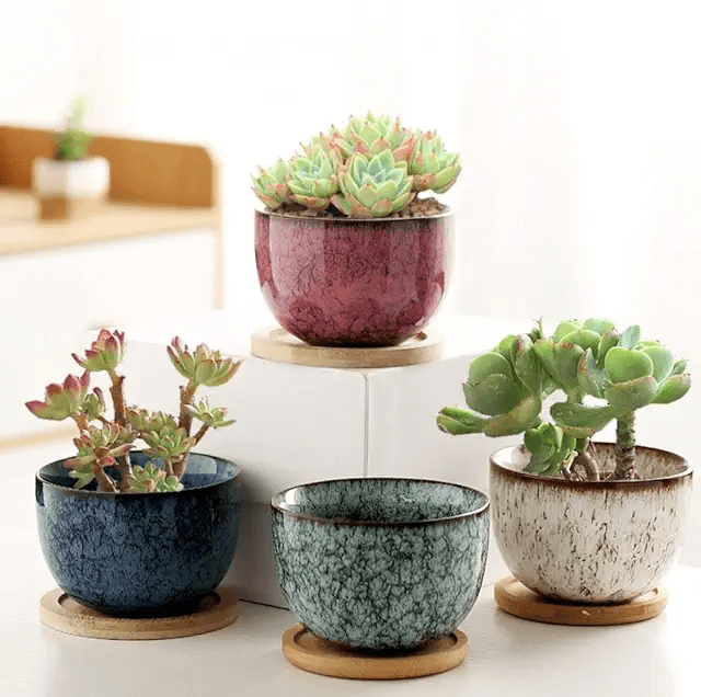 Succulent Pot Guide: Terracotta vs. Ceramic (Plus Essential Drainage Hole and Size Tips)