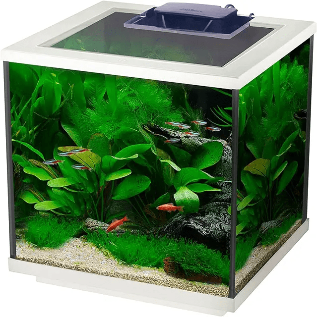 Selecting the Perfect Aquarium for Your Small Apartment