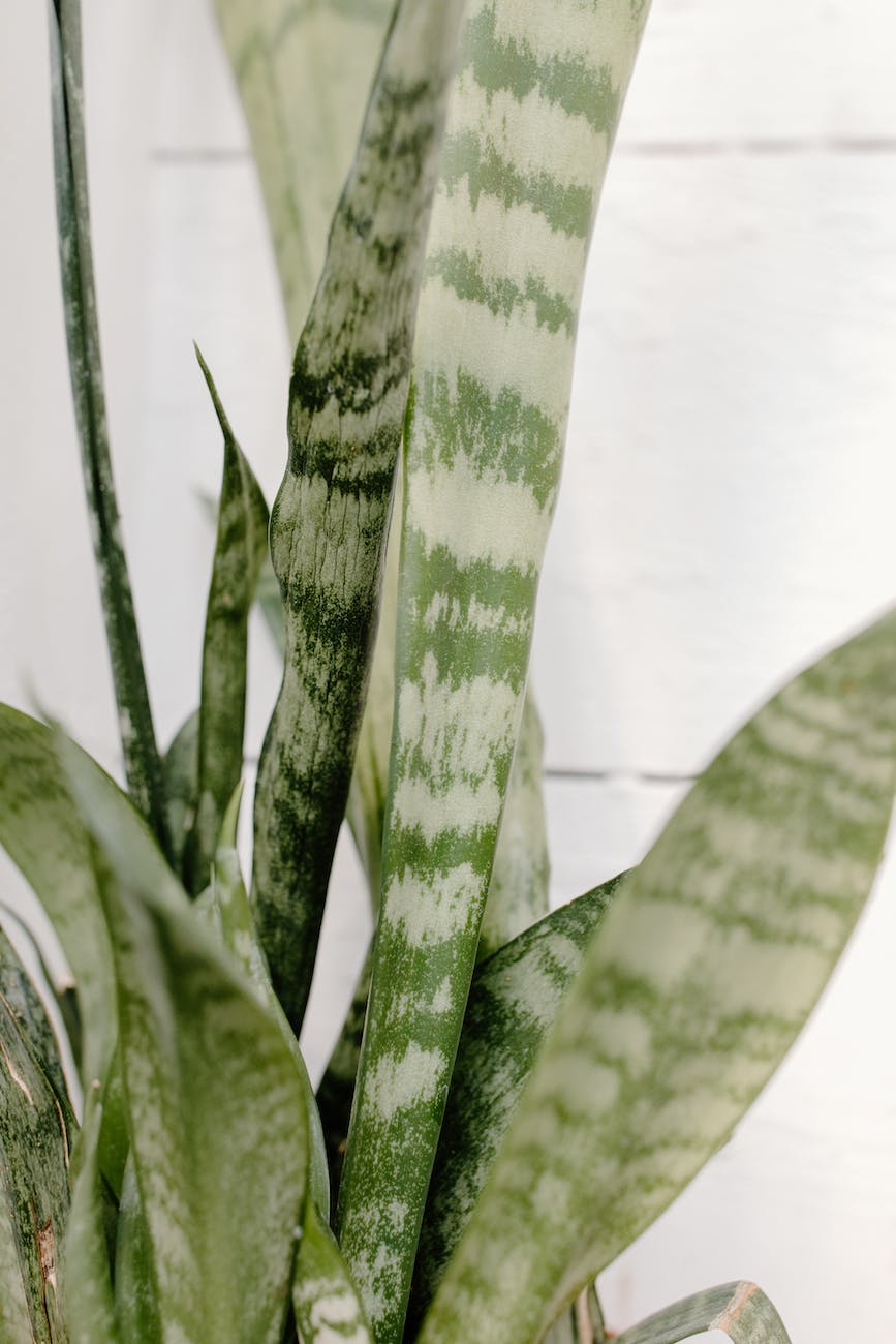 8 Hardiest House Plants That Thrive in a Small Bathroom with Zero Natural Light
