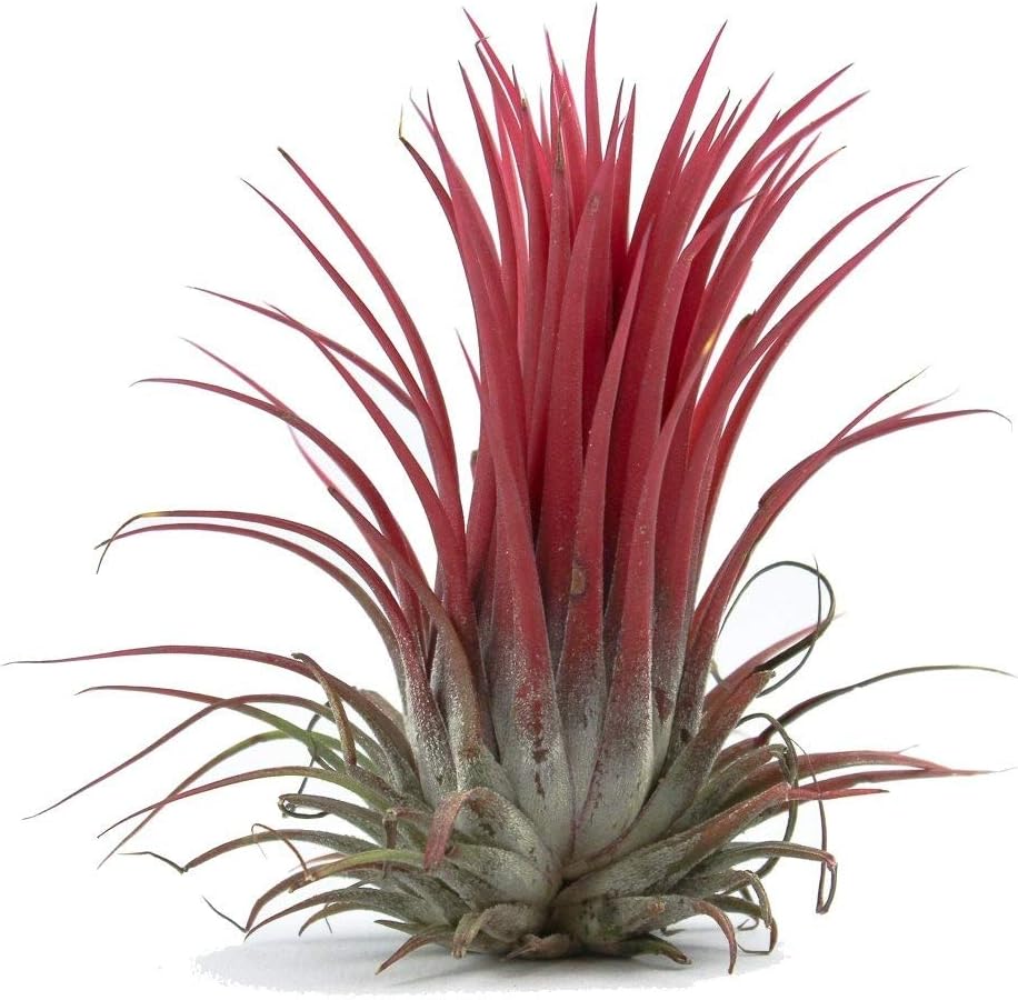 Tillandsia Ionantha: The Best Air Plant for Beginners